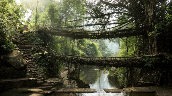 Meghalaya living root bridges nature